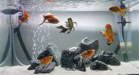 goldfish decor|goldfish tank decorating ideas.